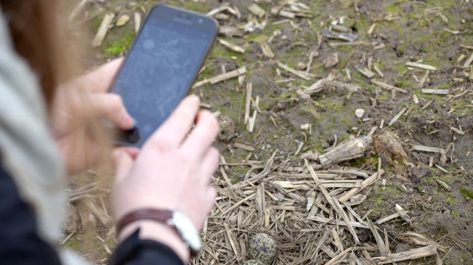 Frau mit Smartphone macht Aufnahme von Kiebitz-Ei