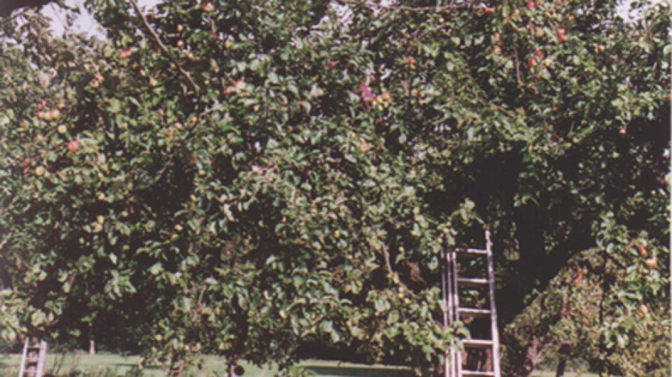 Kinder stehen vor erntereifen Obstbäumen, an denen Leitern lehnen.