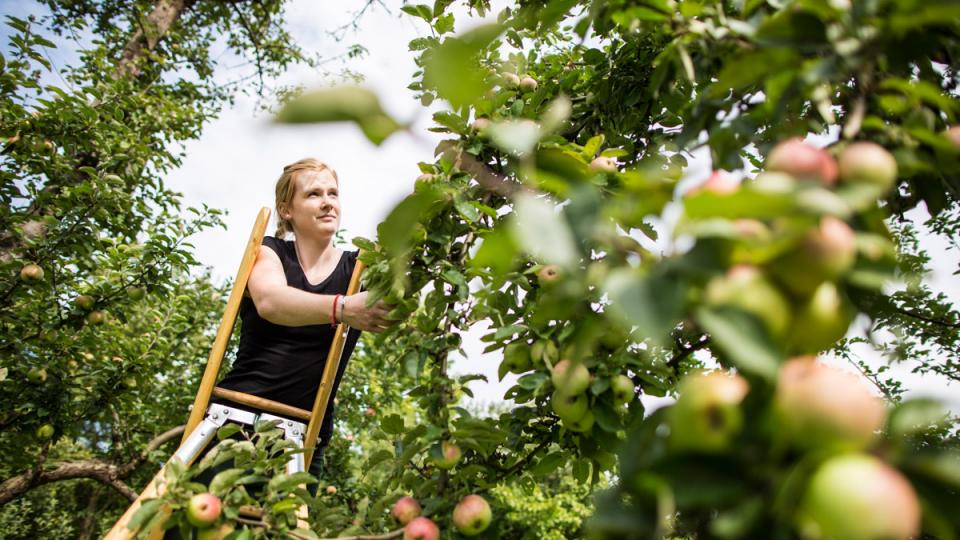 Eine junge Frau steht auf einer Leiter im Apfelbaum