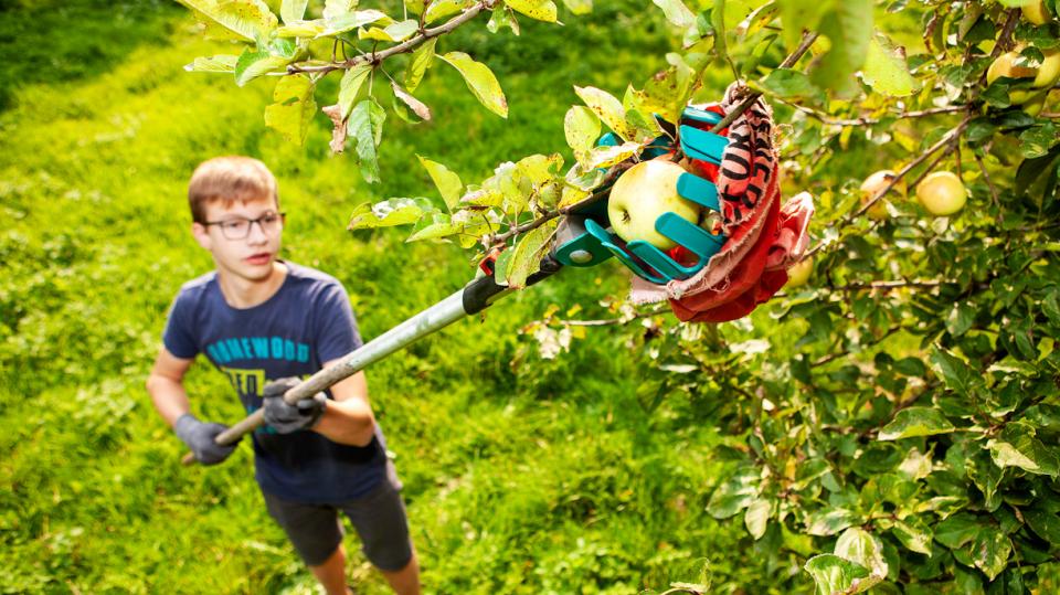 Junge erntet mit Obstpflücker einen Apfel vom Baum