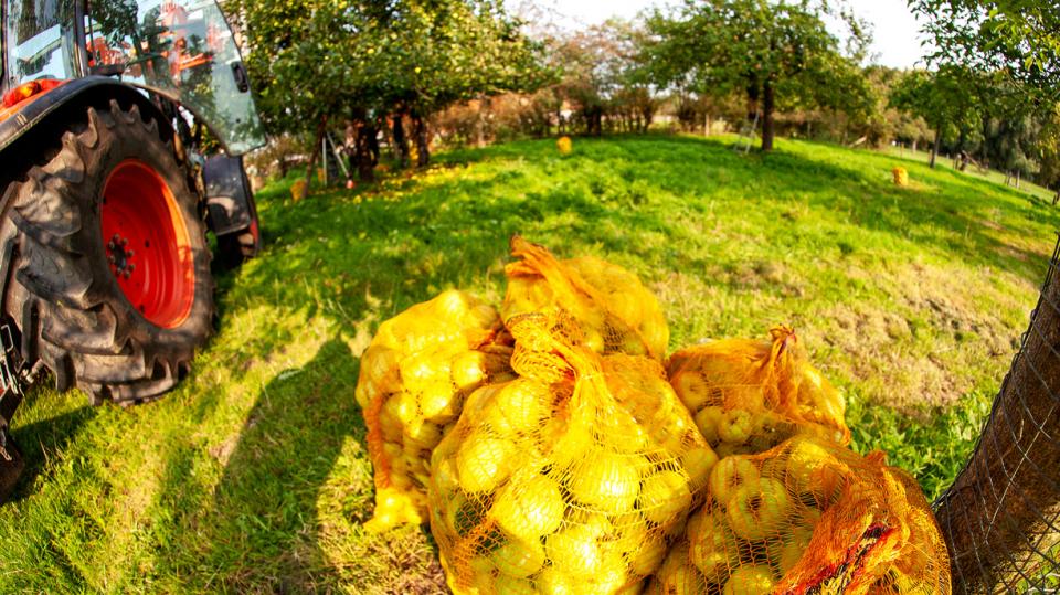 Säcke mit Äpfeln und einem Traktor auf einer Apfelbaumwiese