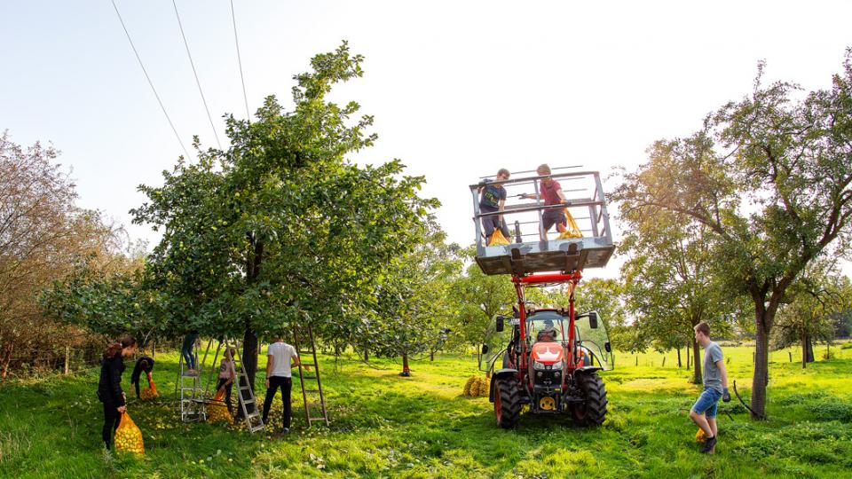 Helfer und Traktor mit Hubarbeitsbühne auf Apfelbaumwiese