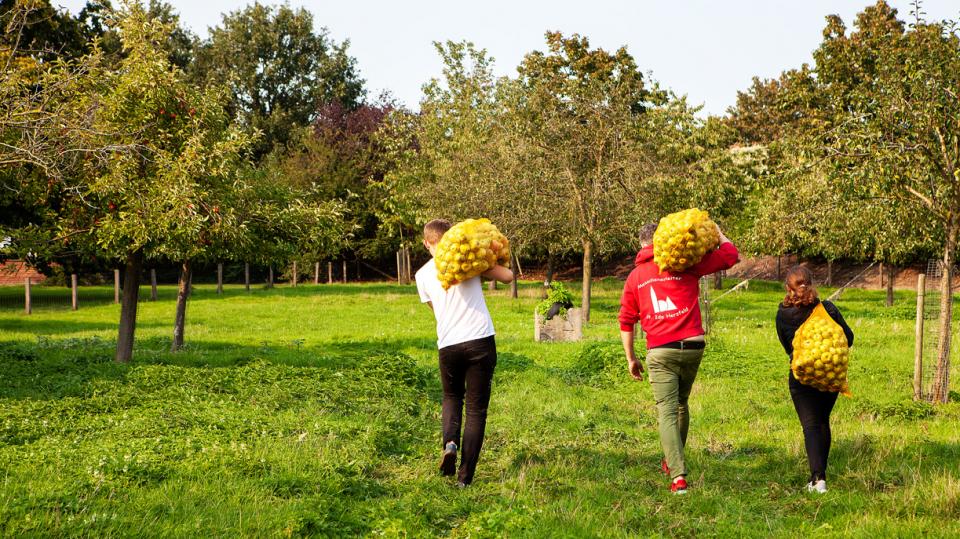 Drei Menschen gehen über eine Wiese mit Äpfeln beladen