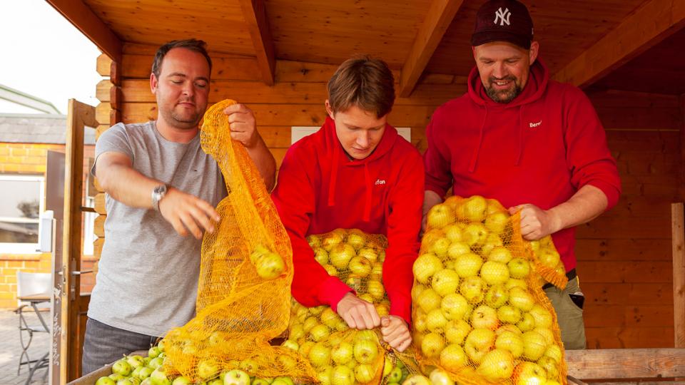 Äpfel werden von drei Menschen in eine Kiste gefüllt