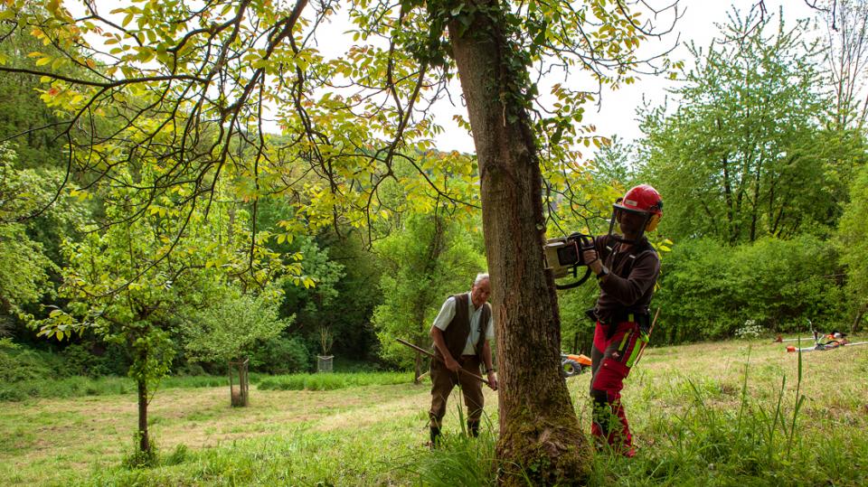 Naturschutz Siebengebirge: Helfer fällt Baum mit Kettensäge
