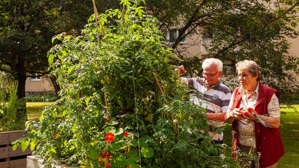 Ein Mann und eine Frau stehen am Gemüse Hochbett mit hohen Tomatenpflanzen