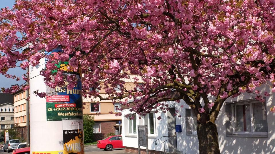 Ein blühender Kirschblütenbaum vor einem Gebäude überragt eine Litfasssäule und ein parkendes Auto.