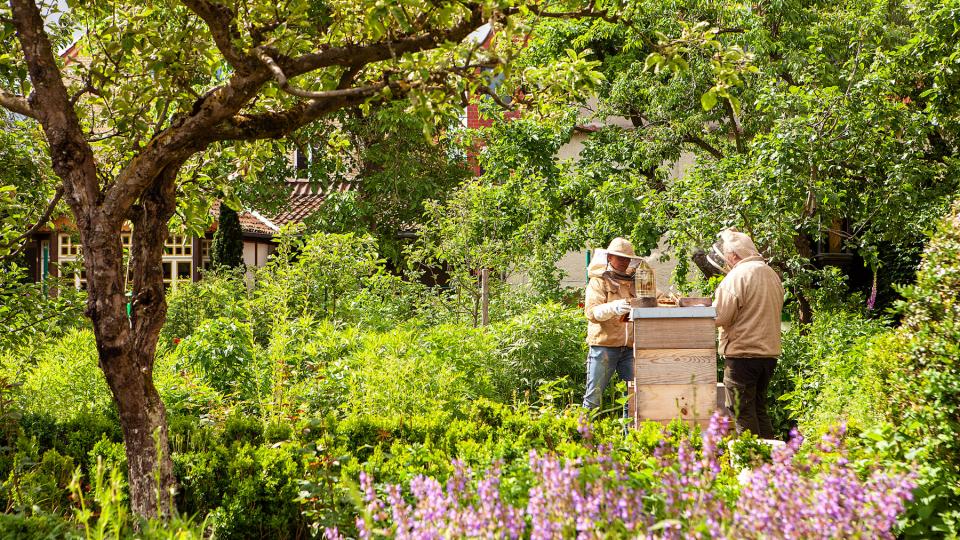 Im Klostergarten stehen weiter hinten zwei Imker in Schutzkleidung an einem Bienenstock