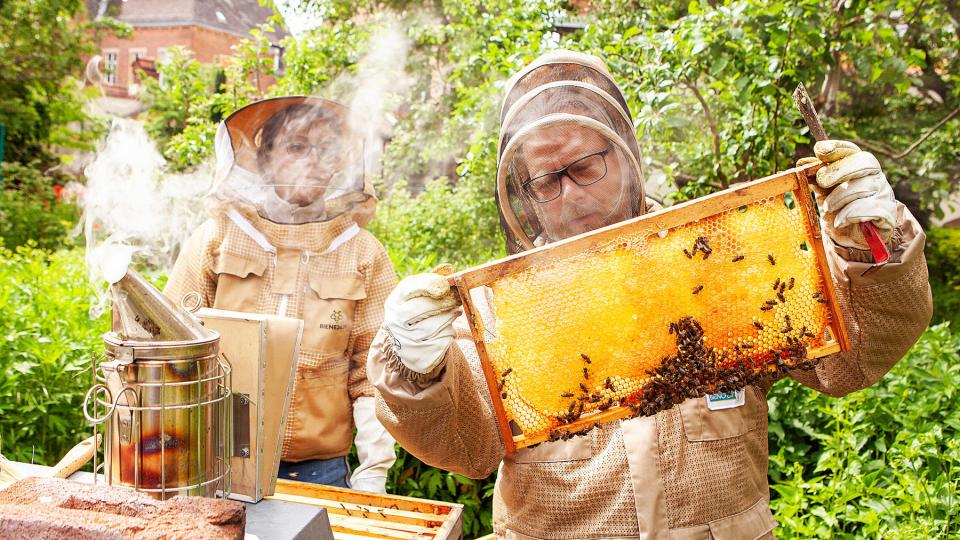 Zwei Imker mit Schutzausrüstung, die vordere Person betrachtet die Bienenwabe in seinen Händen