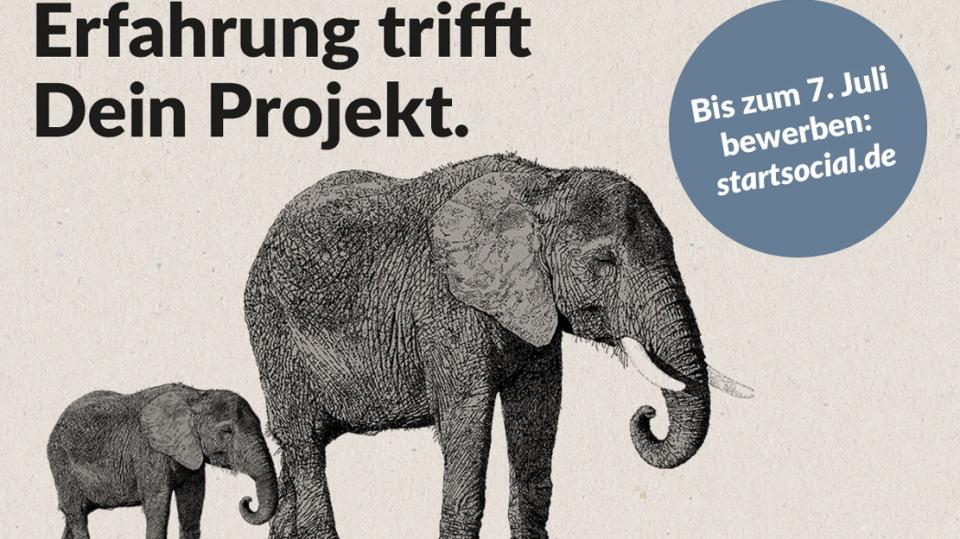 Bildmotiv startsocial 2019: Zwei Elefanten. Überschrift: Erfahrung trifft Projekt