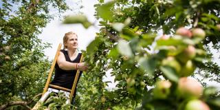 Eine junge Frau steht auf einer Leiter im Apfelbaum