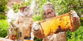 Zwei Imker mit Schutzausrüstung, die vordere Person betrachtet die Bienenwabe in seinen Händen