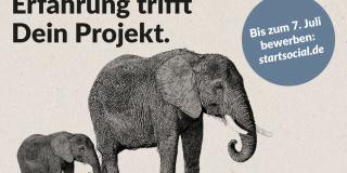 Bildmotiv startsocial 2019: Zwei Elefanten. Überschrift: Erfahrung trifft Projekt